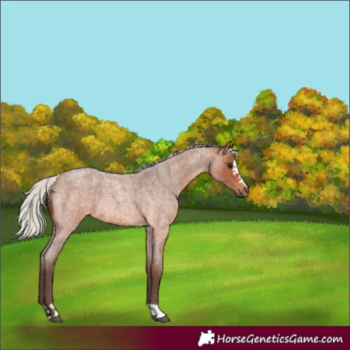 Horse Color:Silver Brown Roan 