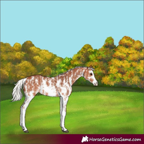 Horse Color:Silver Bay Sabino 