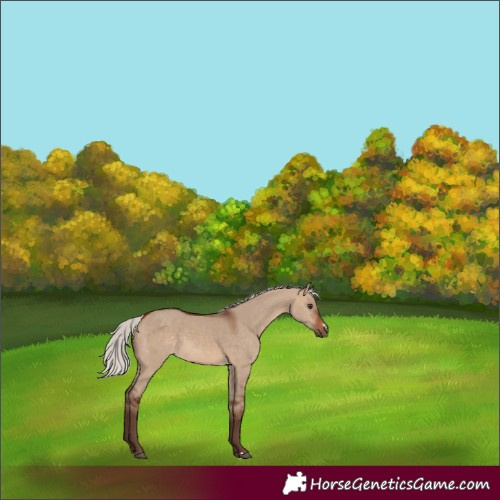 Horse Color:Silver Bay Dun