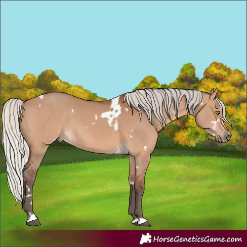 Horse Color:White Spotted Silver Brown Dun Rabicano 