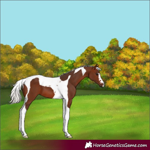 Horse Color:Silver Bay Tobiano