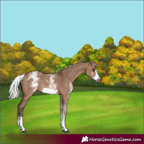 Horse Color:White Spotted Silver Brown Dun Frame