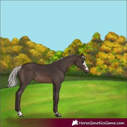 Horse Color:Silver Brown