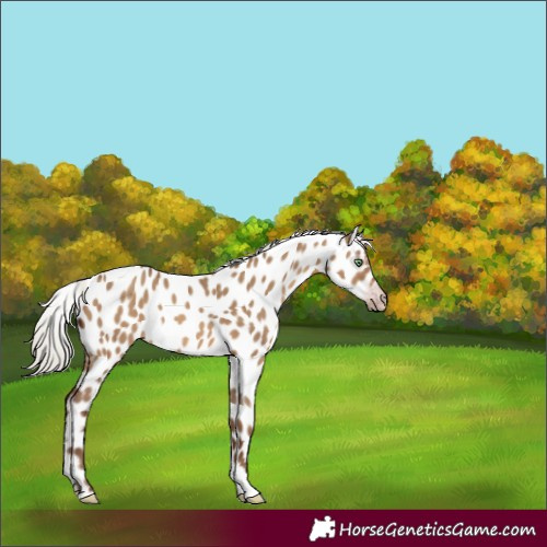 Horse Color:Gray Silver Sable Champagne Dun Sabino Tobiano Near Leopard