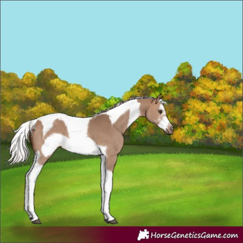 Horse Color:Silver Brown Dun Sabino Splash Tobiano Frame 