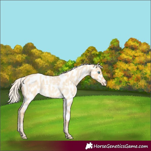 Horse Color:Silver Amber Cream Champagne Roan Dun Appaloosa Rabicano 