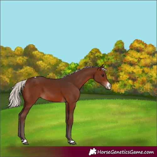 Horse Color:Silver Brown Sabino Tobiano
