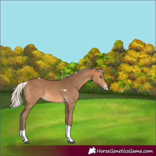 Horse Color:Silver Buckskin Sabino Tobiano