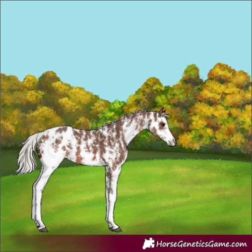 Horse Color:Silver Brown Sabino Appaloosa
