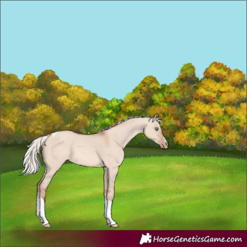 Horse Color:Silver Sable Champagne Dun Tobiano 