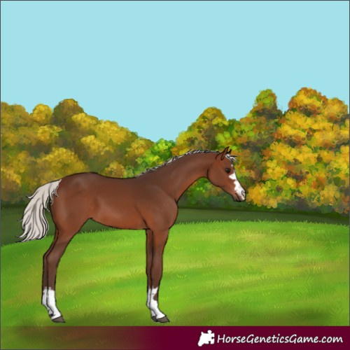 Horse Color:Silver Brown