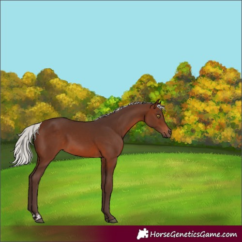 Horse Color:Silver Brown Sabino 