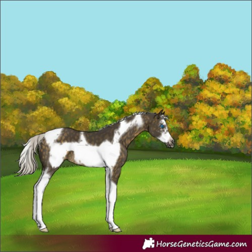 Horse Color:Silver Buckskin Sabino Tobiano Frame