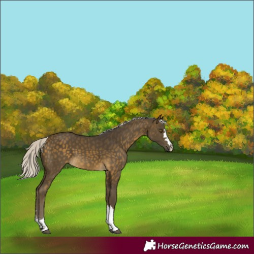 Horse Color:Silver Buckskin 