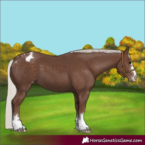 Horse Color:Silver Black Appaloosa 