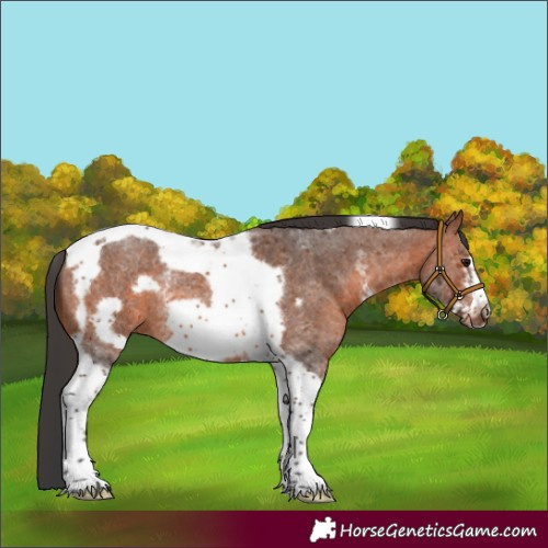 Horse Color:Bay Sabino Tobiano Frame Rabicano 
