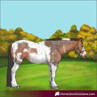 Horse Color:Bay Sabino Tobiano Frame Rabicano