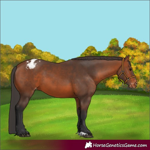 Horse Color:Bay Appaloosa 