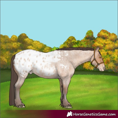 Horse Color:Amber Champagne Roan Appaloosa 
