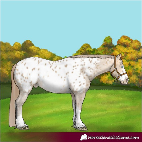 Horse Color:Amber Cream Champagne Sabino Frame Near Leopard Rabicano 