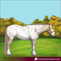 Horse Color:Amber Cream Champagne Sabino Frame Appaloosa Rabicano