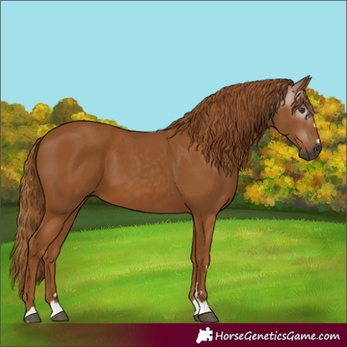 Horse Color:Gray Chestnut 