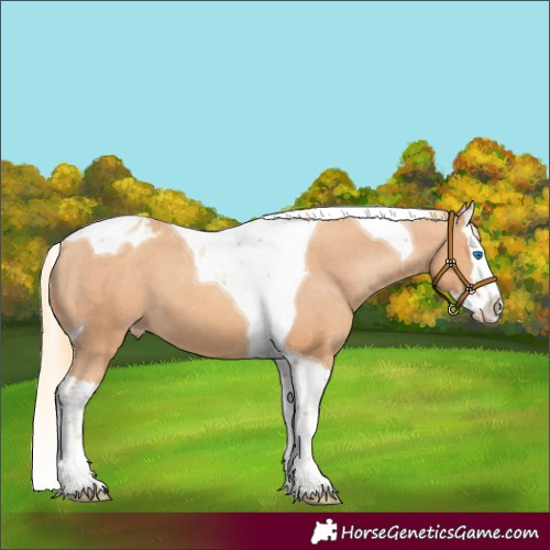 Horse Color:Gold Champagne Splash Tobiano Blanket