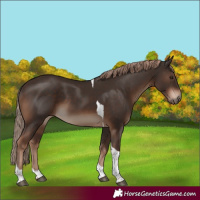 Horse Color:Liver Chestnut Tobiano Rabicano