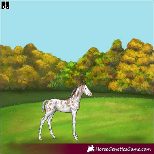 Horse Color:Gray White Spotted Silver Sable Champagne Dun Splash Frame Appaloosa Rabicano 