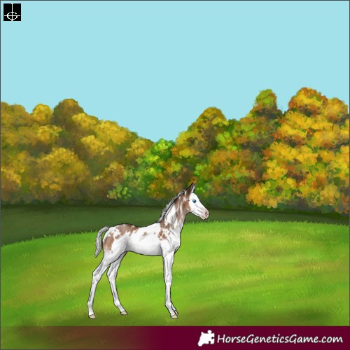 Horse Color:Gray White Spotted Silver Sable Champagne Splash Frame Appaloosa Rabicano