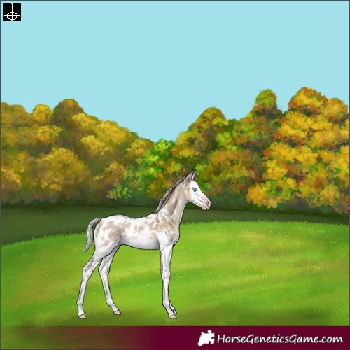 Horse Color:Gray White Spotted Silver Sable Champagne Dun Splash Frame Appaloosa Rabicano 