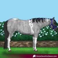 Horse Color:Blue Roan Tobiano