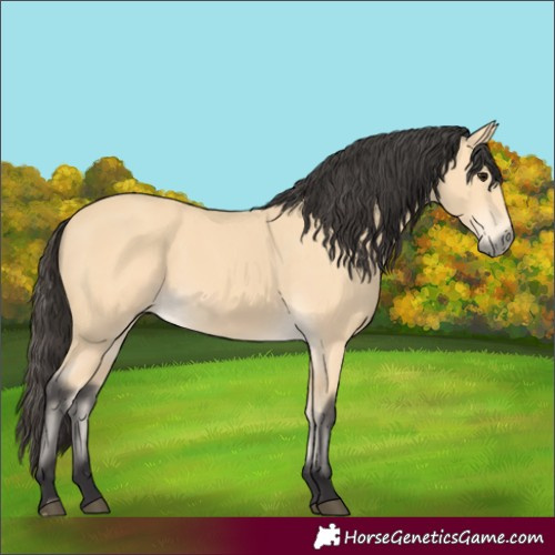 Horse Color:Buckskin 