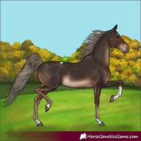 Horse Color:Liver Chestnut Tobiano Rabicano 