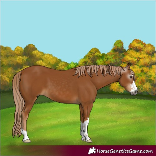 Horse Color:Gray Chestnut 
