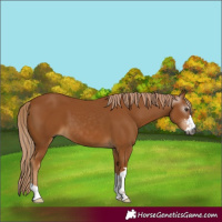 Horse Color:Gray Chestnut 