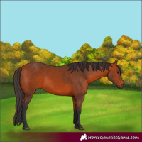 Horse Color:Bay 