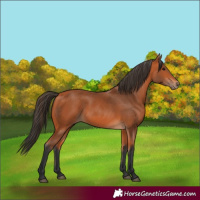 Horse Color:Bay 