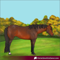 Horse Color:Bay 
