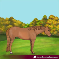 Horse Color:Chestnut 