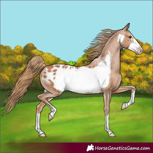 Horse Color:Chestnut Frame Appaloosa 