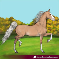 Horse Color:Silver Bay Dun Splash 