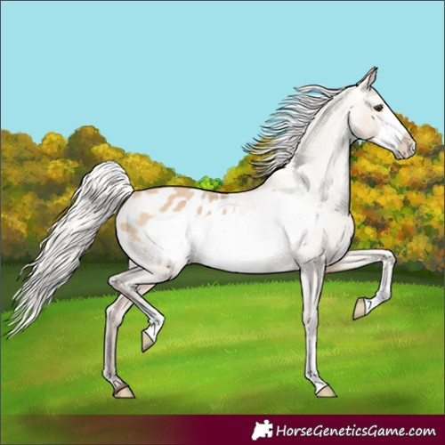 Horse Color:Silver Bay Dun Frame Appaloosa 