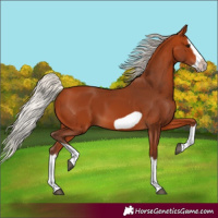 Horse Color:Silver Bay Splash Frame
