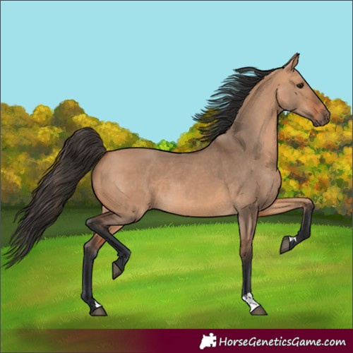 Horse Color:Unknown 