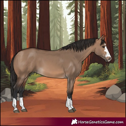 Horse Color:Brown Dun 