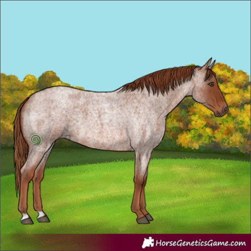 Horse Color:Red Roan