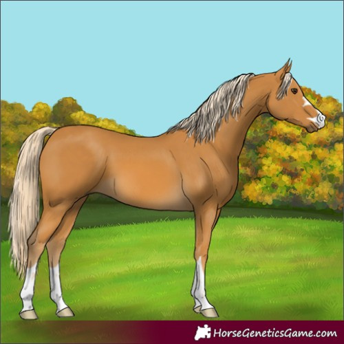 Horse Color:Palomino