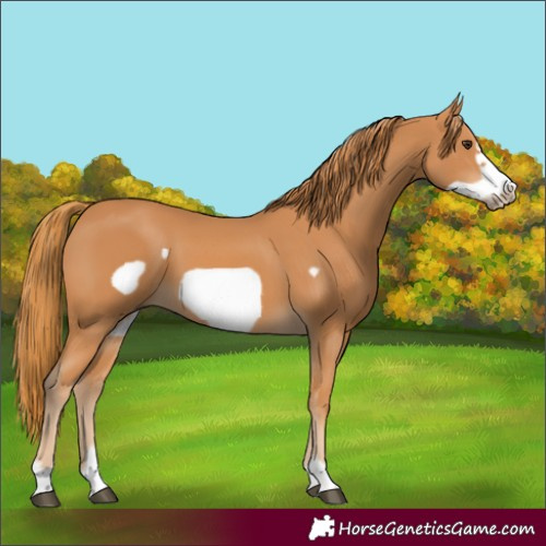 Horse Color:Chestnut Frame 