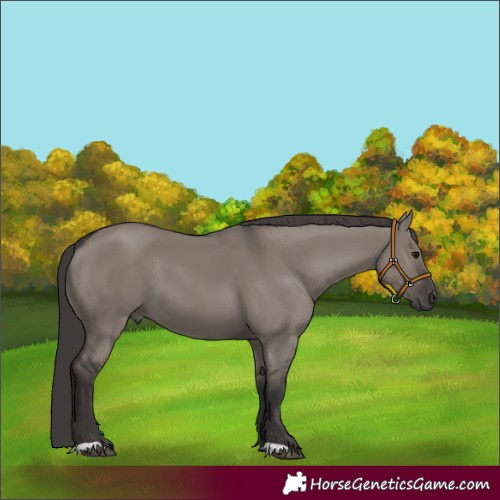 Horse Color:Smoky Grullo 